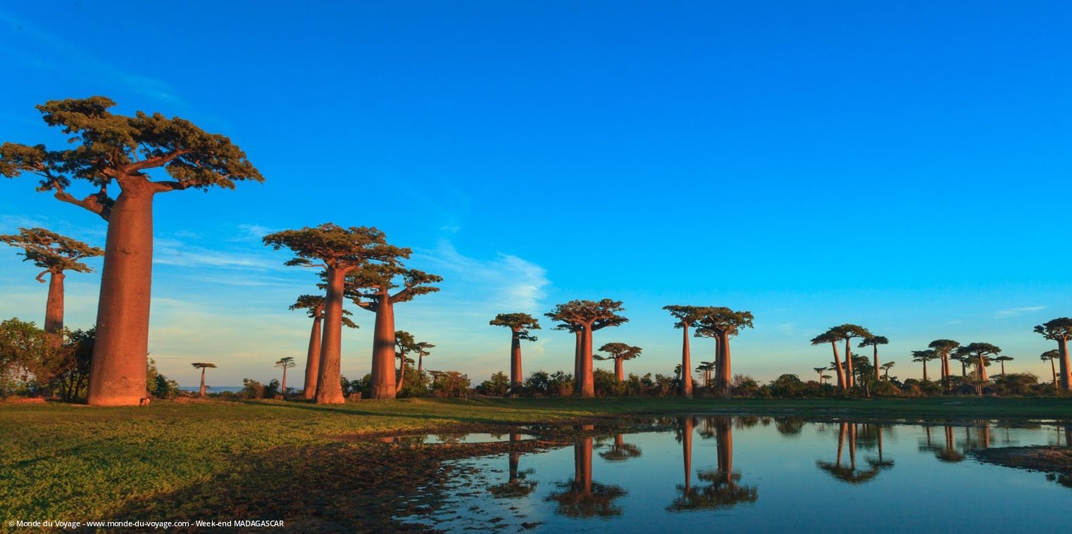 Le Baobab de Madagascar