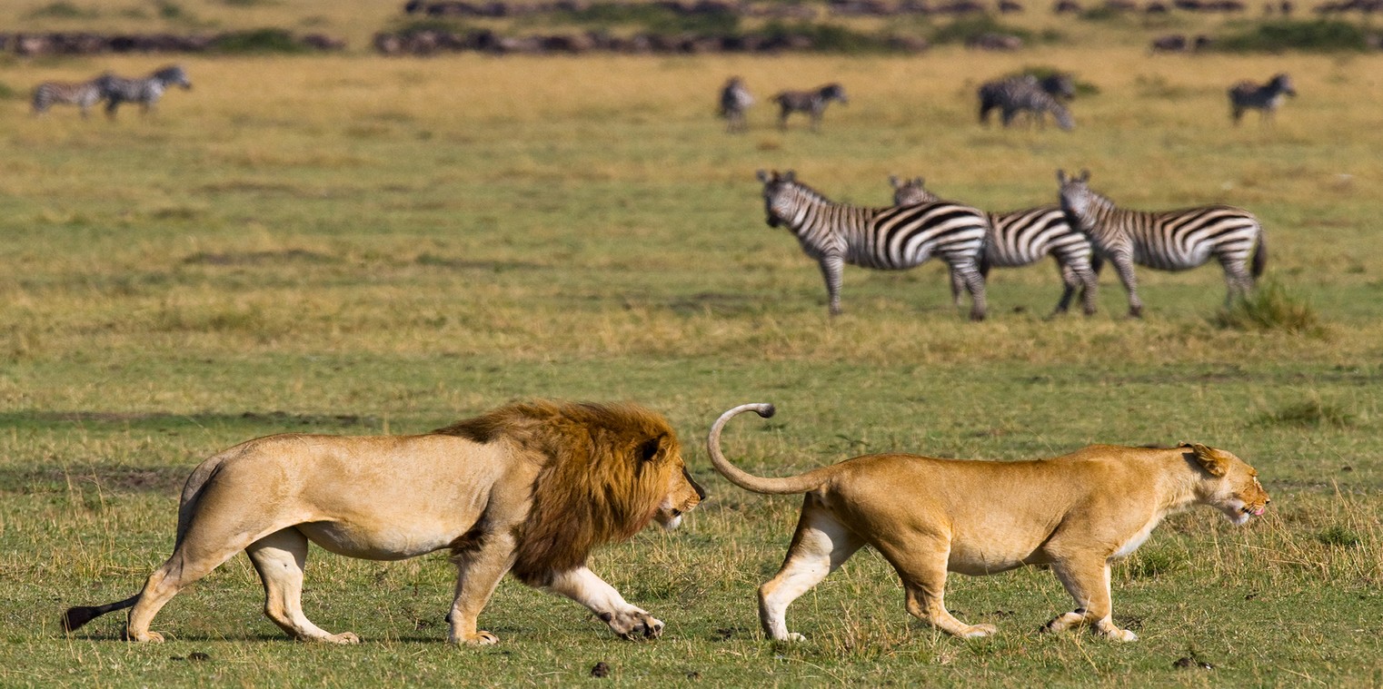 Lion d'Afrique du Sud